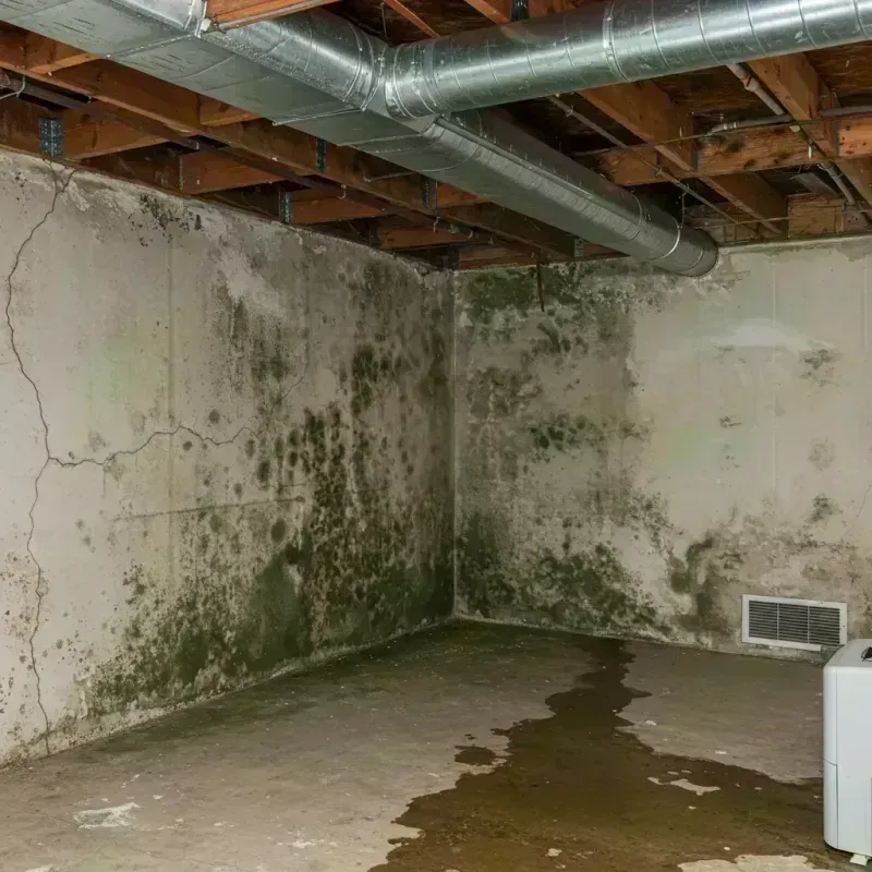 Professional Mold Removal in Benton County, MO